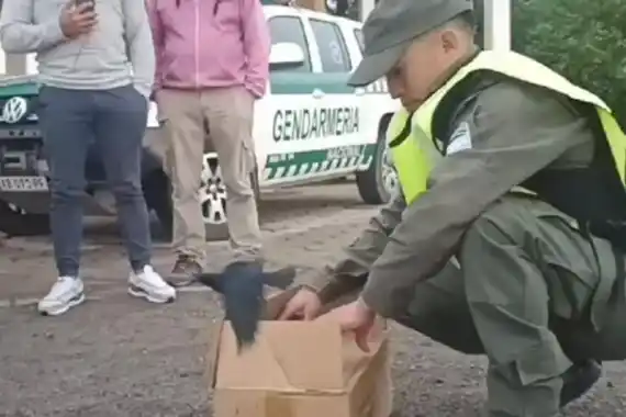 Inspeccionaron el baúl de un vehículo y liberaron 30 aves
