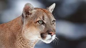 Según informó el municipio, se ha registrado la presencia de pumas en la zona. Foto ilustrativa.