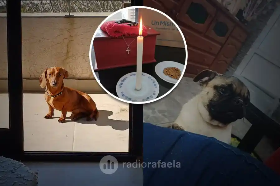 Les robaron dos perros y, un mes después, los devolvieron tirándolos al patio en una bolsa: murieron ahogados