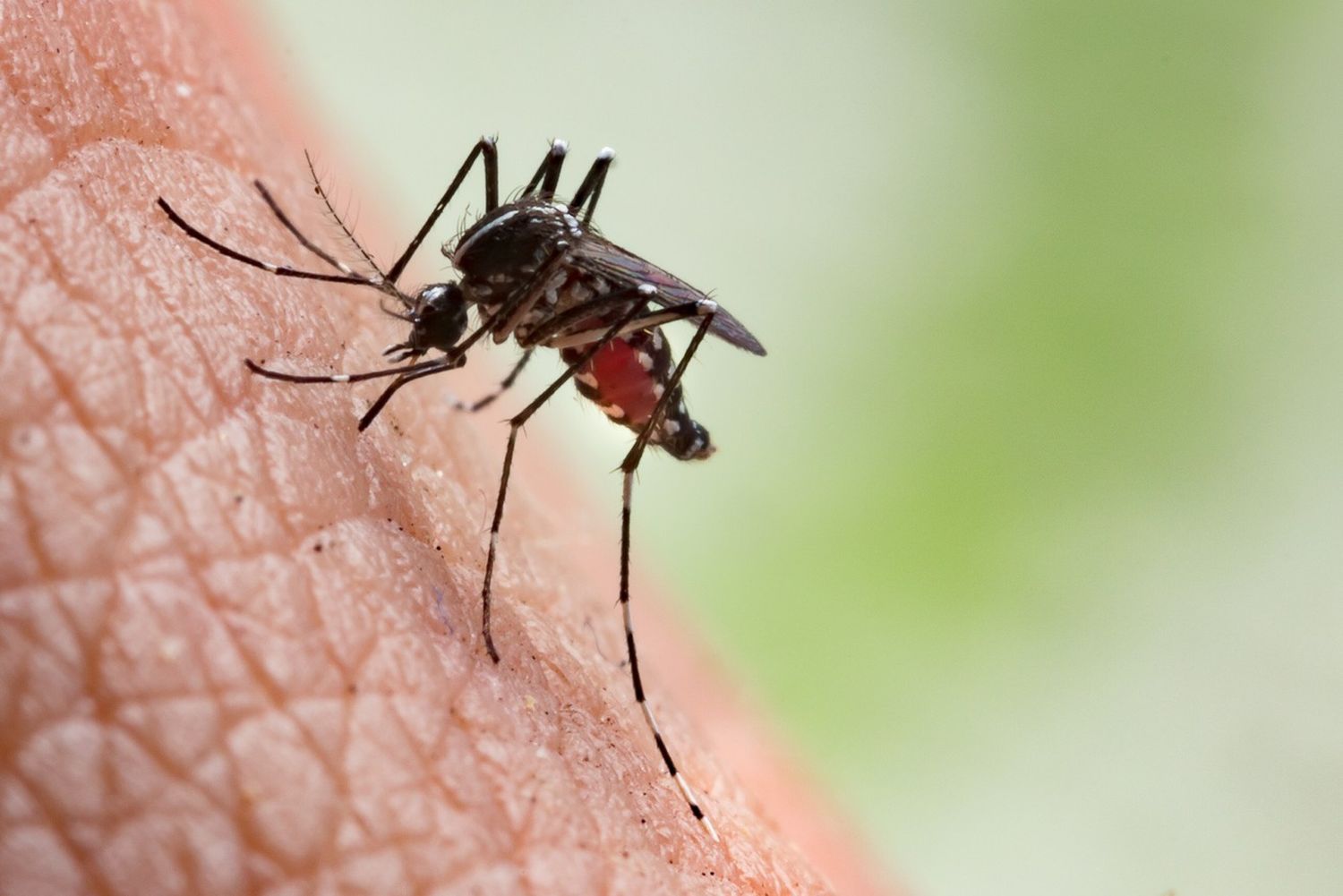 Dengue, chikungunya y zika: Cómo prevenir las enfermedades