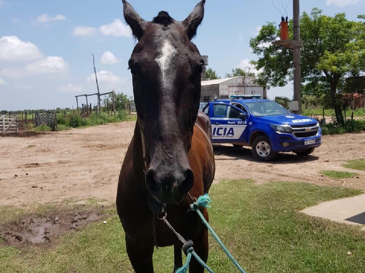 Brinkmann: secuestraron un caballo robado 