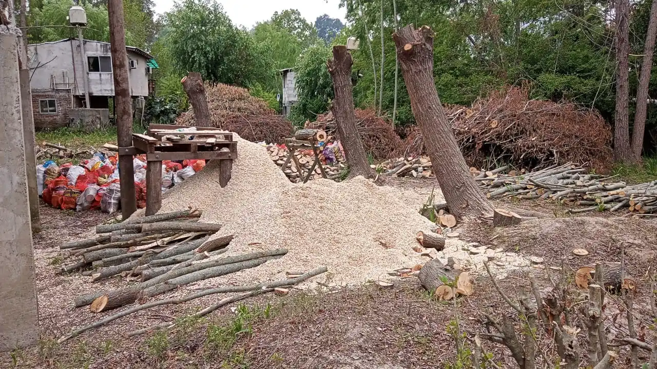 Tigre: Clausuraron desmontes ilegales en Islas del Delta para proyectos inmobiliarios 