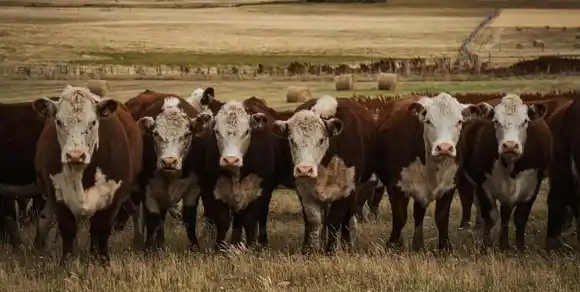 En la Expo Ganadera del Centro: La ganadería argentina se reúne en Córdoba para capitalizar su crecimiento