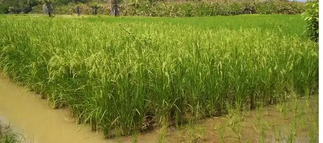 Obra de electrificación para zonas arroceras de Entre Ríos