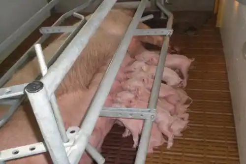 Productores porcinos en alerta por ingreso de cerdo de Estados Unidos
