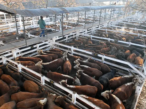 La Justicia aceptó un amparo de Magario y frenó el traslado del Mercado de Liniers a La Matanza