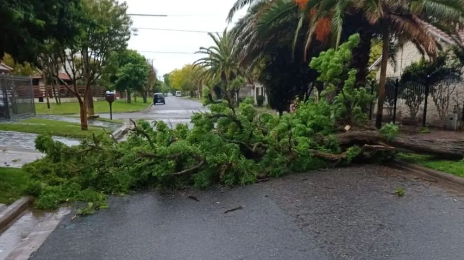 Presentaron un proyecto para mejorar e incrementar el arbolado urbano