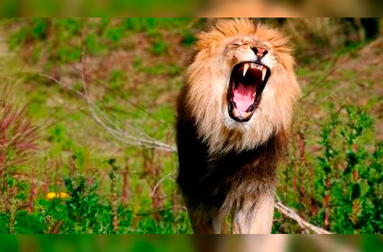 Cazaban rinocerontes en Sudáfrica y fueron devorados por una manada de leones