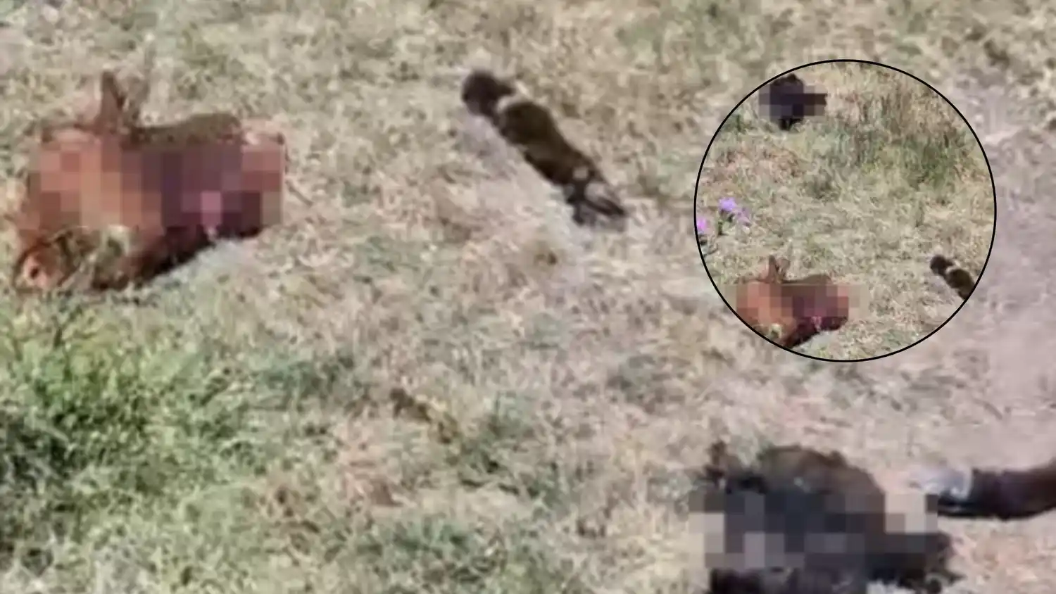 Los restos de los novillos faenados en un campo del paraje La Colorada durante la madrugada de este jueves.