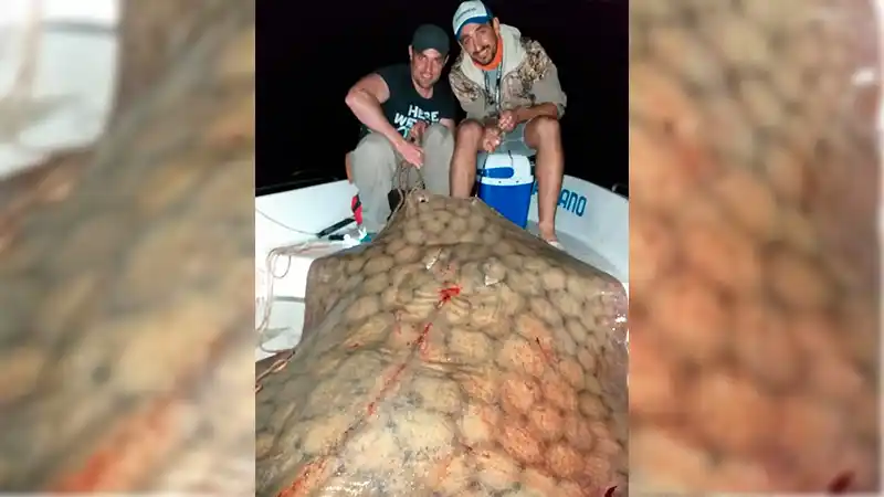 Pescaron una raya de 130 kilos en el Paraná y la devolvieron