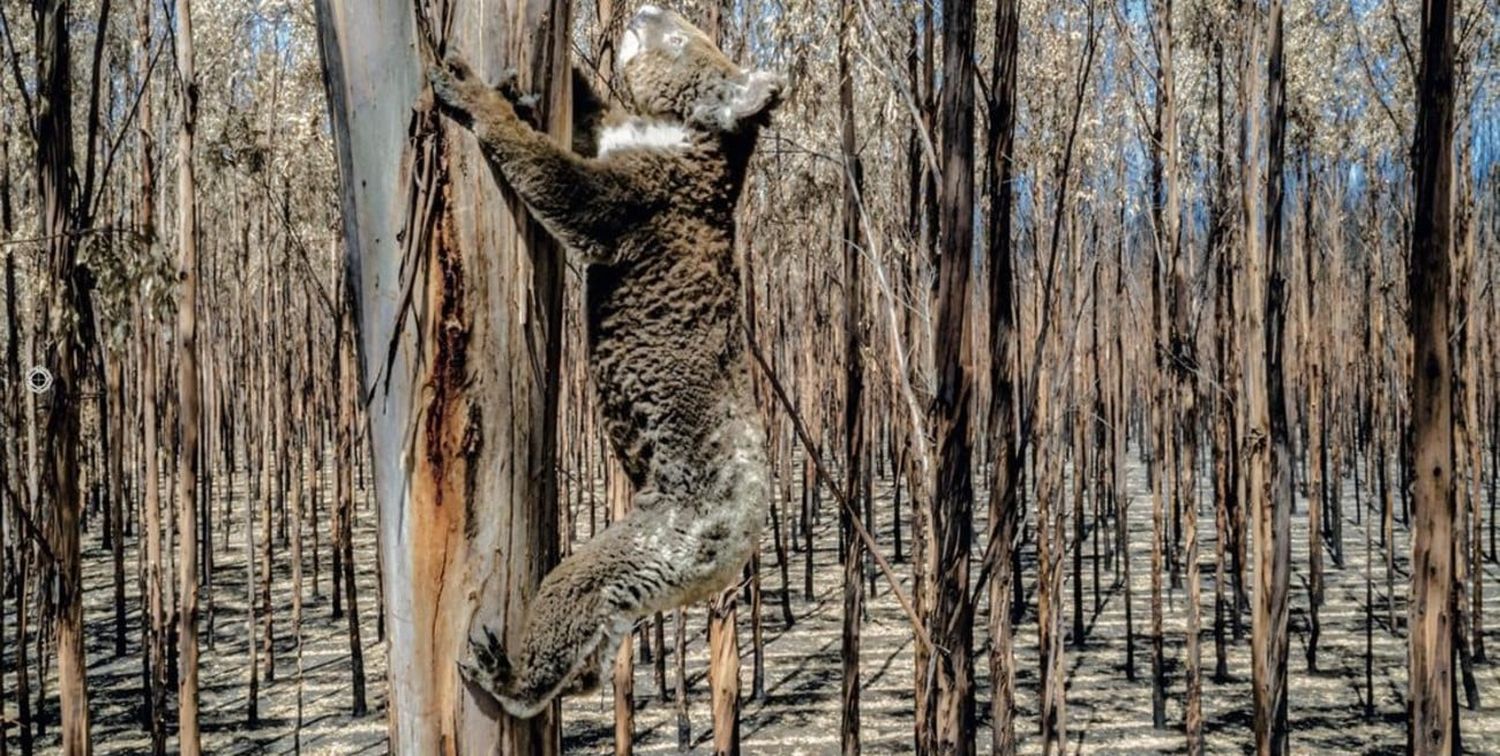 Indignación mundial tras el sacrificio de 700 koalas en Australia