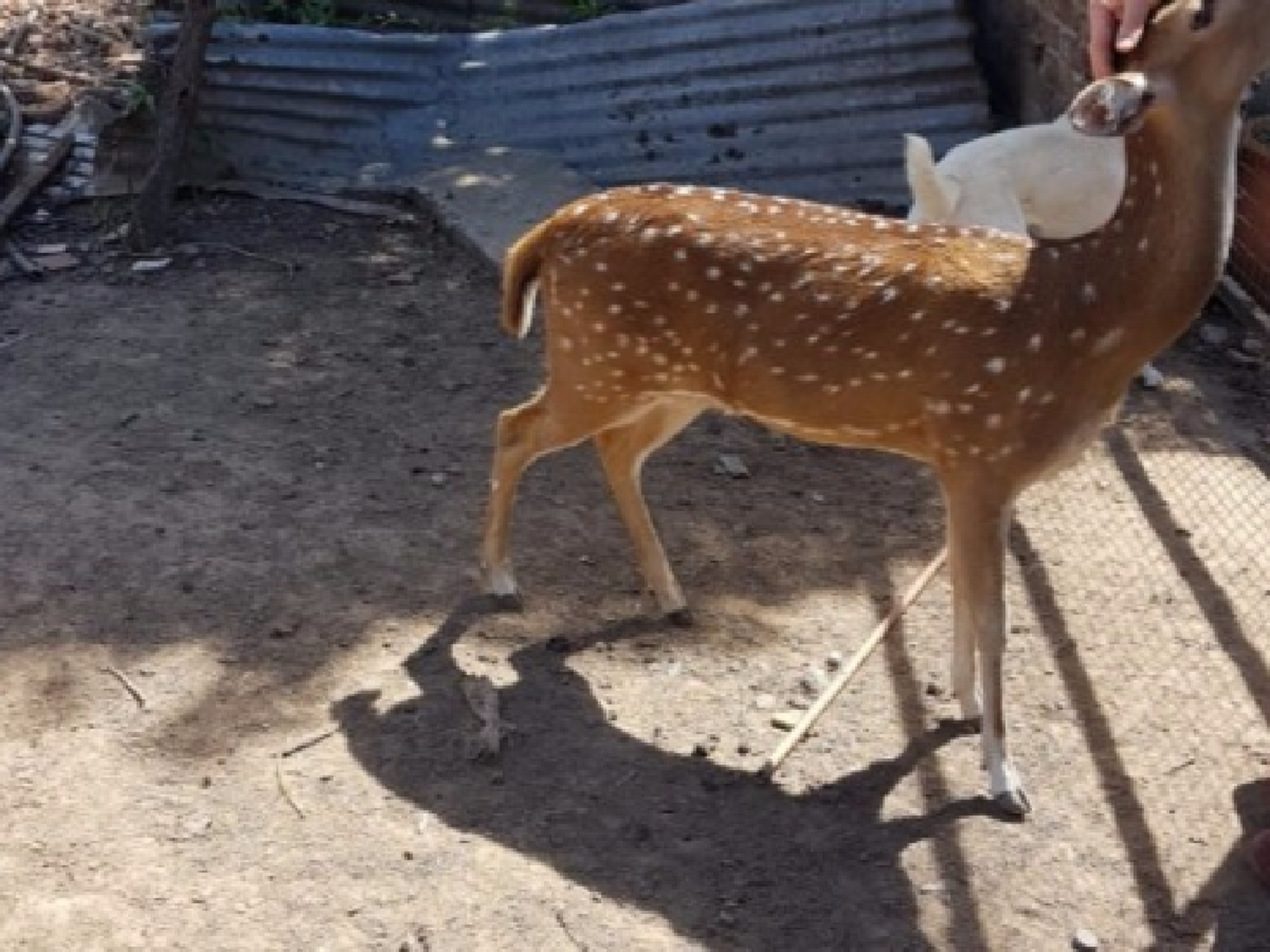 Incautan animales autóctonos  en cautiverio en Laspiur