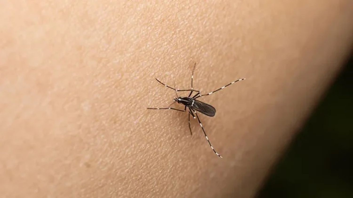 Mosquitos. Buscan a los transmisores de dengue