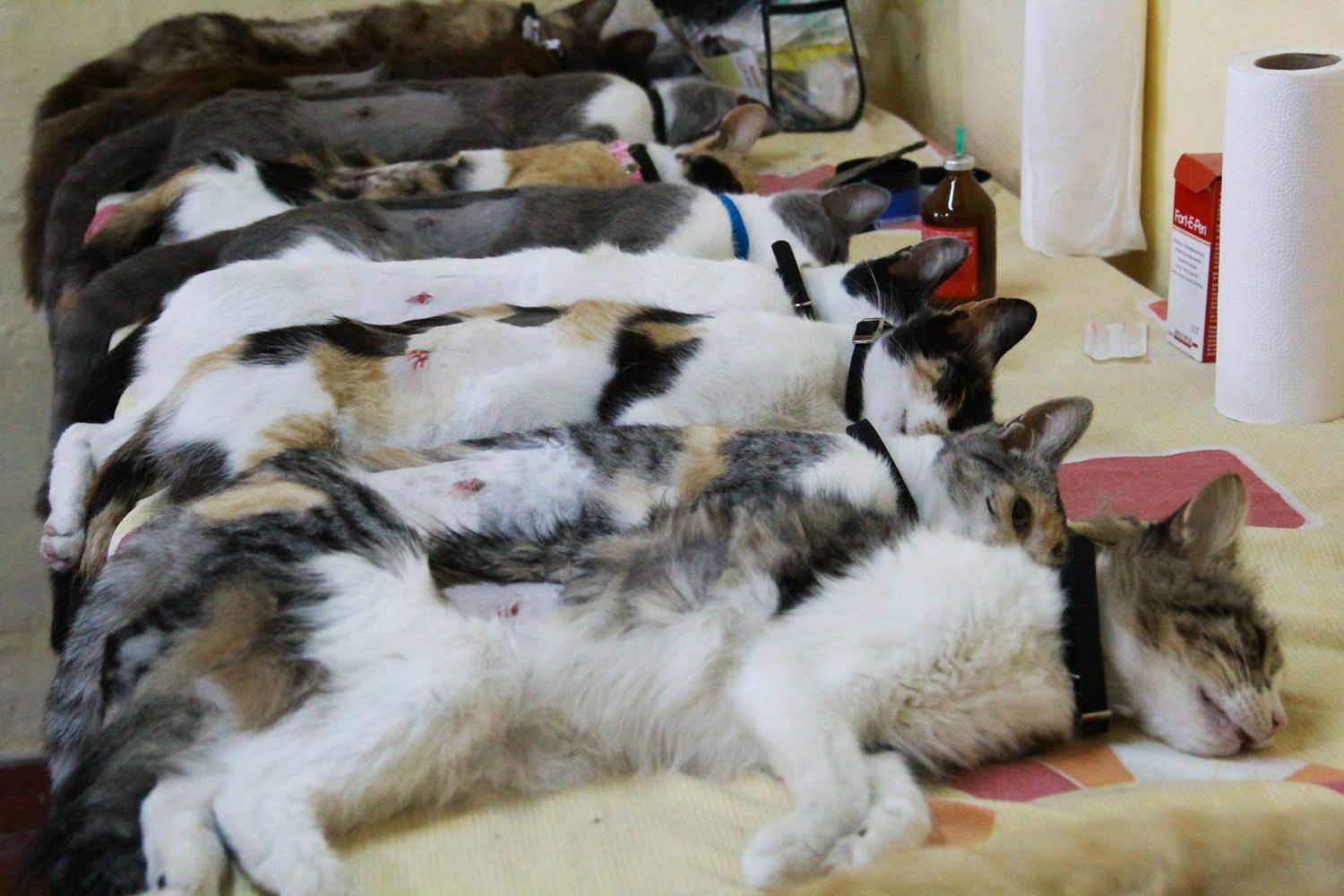 Sobrepoblación de perros y gatos en Gualeguaychú: cuántos se castraron el último mes y cuál sería el número ideal