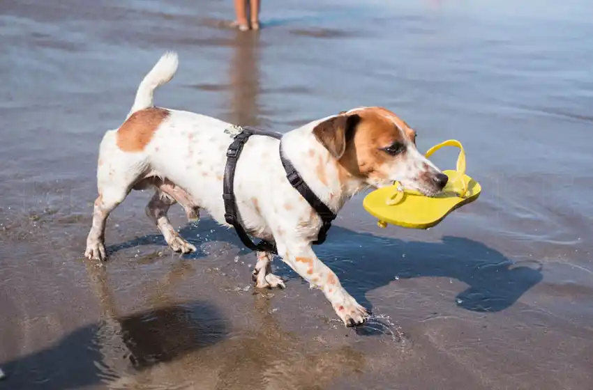 En febrero la temperatura del mar promedió los 21,1°
