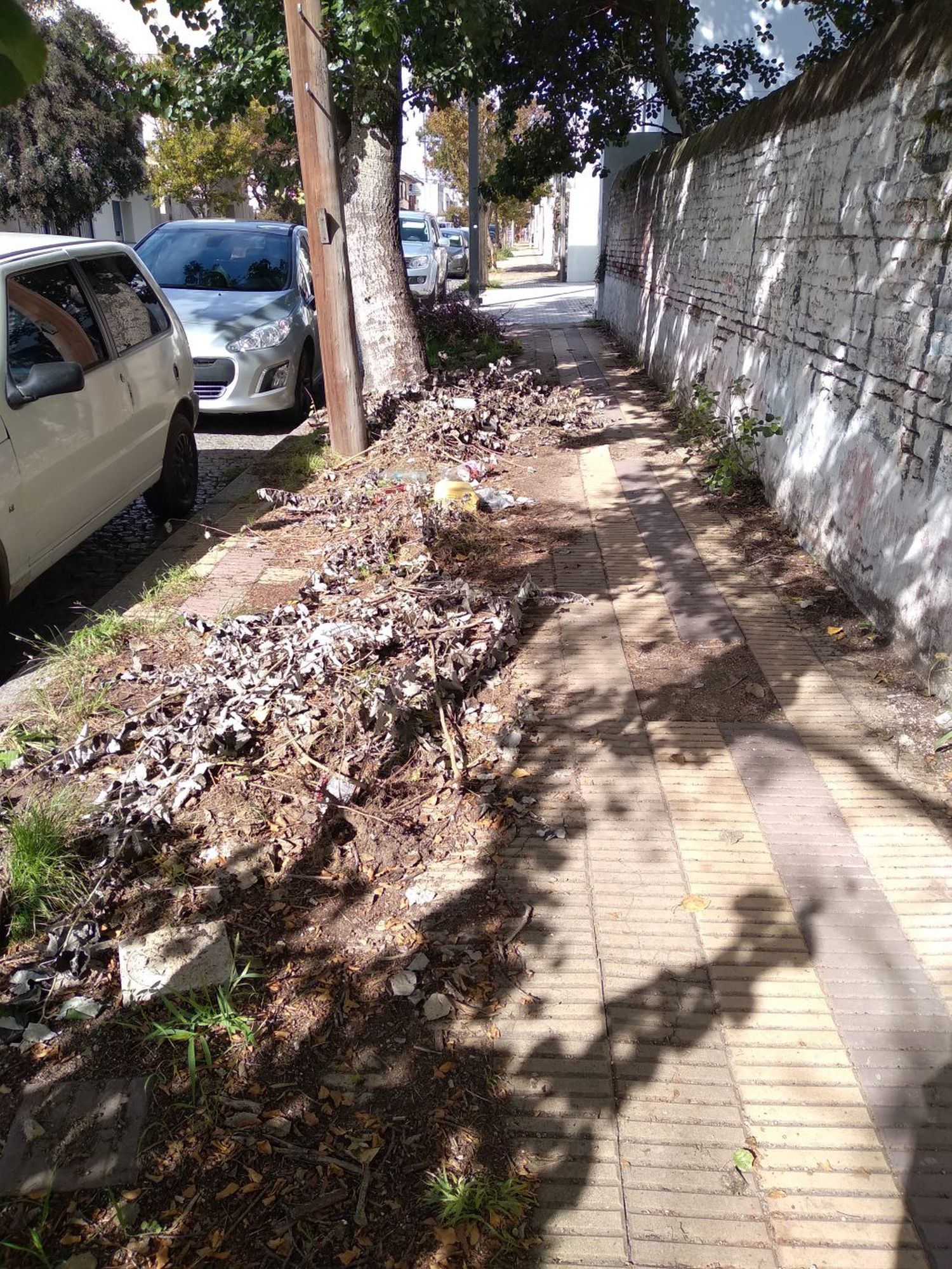 Vereda sin mantenimiento