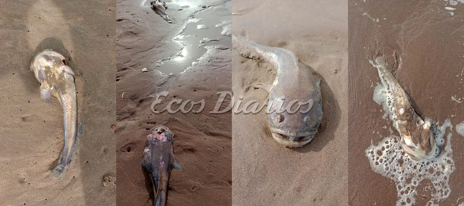 Peces muertos