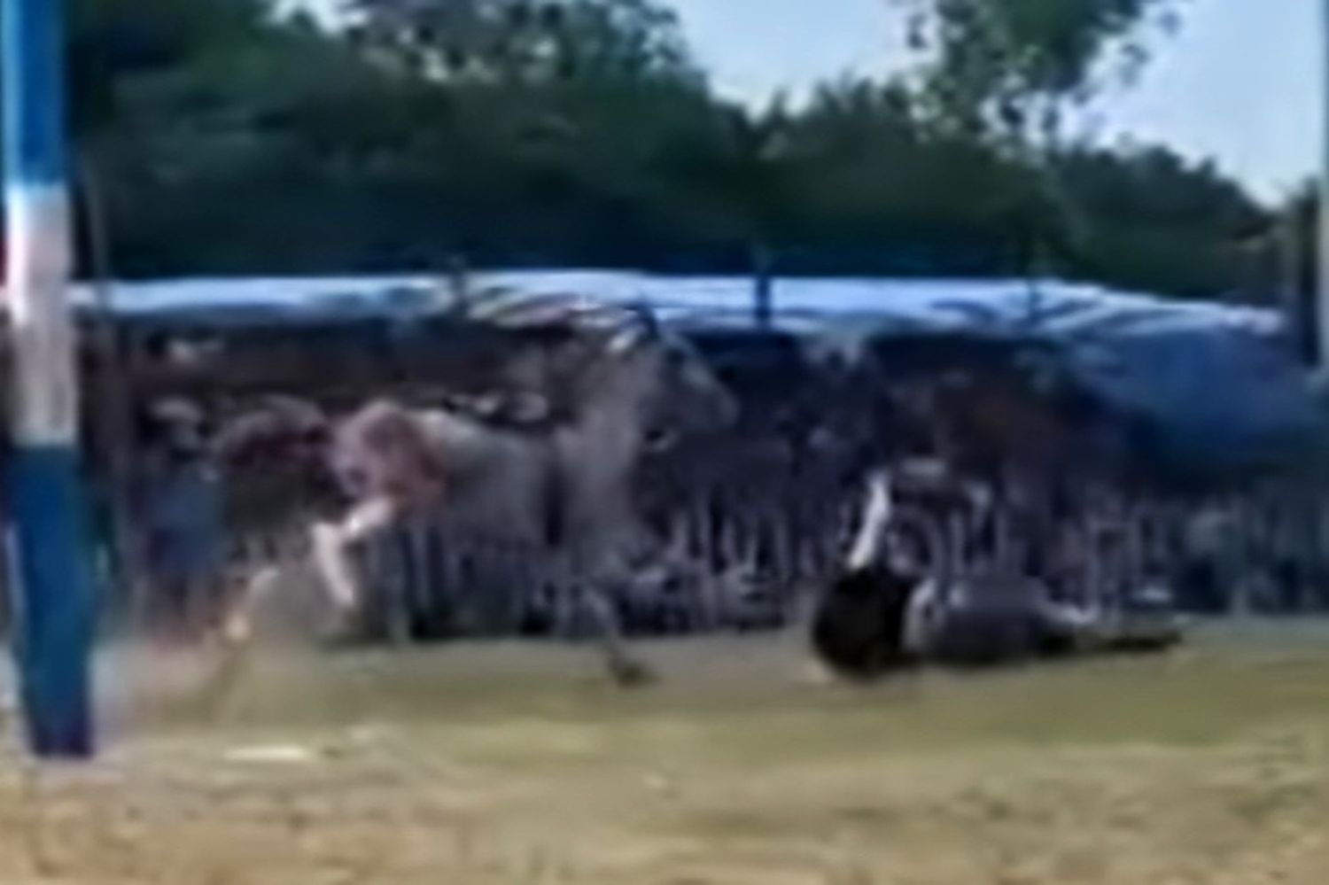Así fue el duelo entre el caballo El Coronel y el jinete Cepillo Trevisán en El Fortín