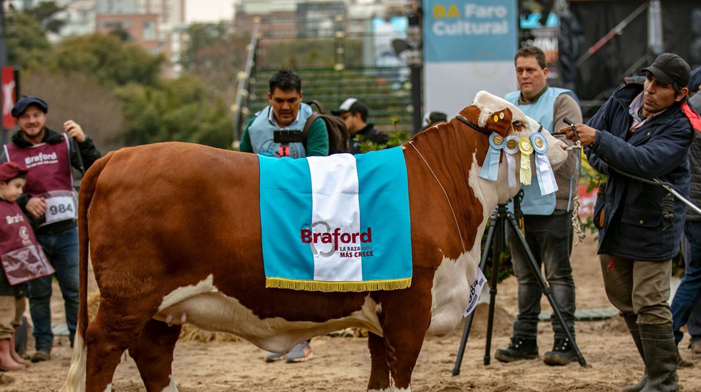 Remate récord en La Rural: pagaron más de $19 millones por la mitad de la vaca que se consagró Gran Campeón Hembra