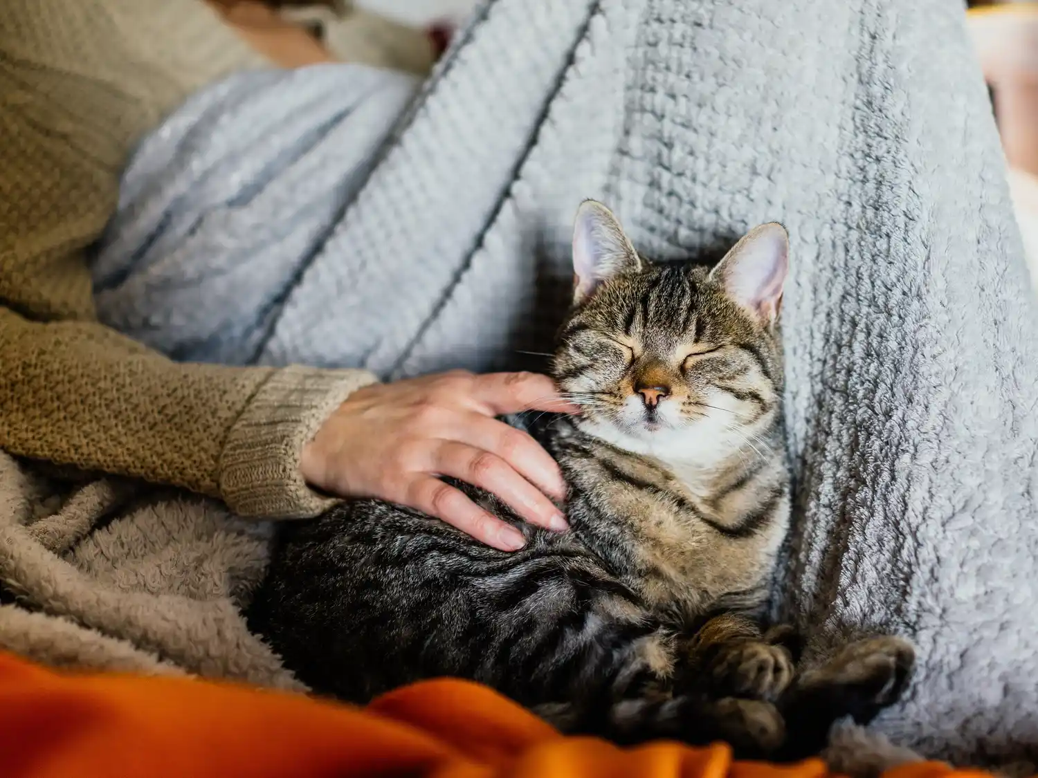 El 80% de los gatos perdidos nunca regresa a casa: cómo protegerlos mejor