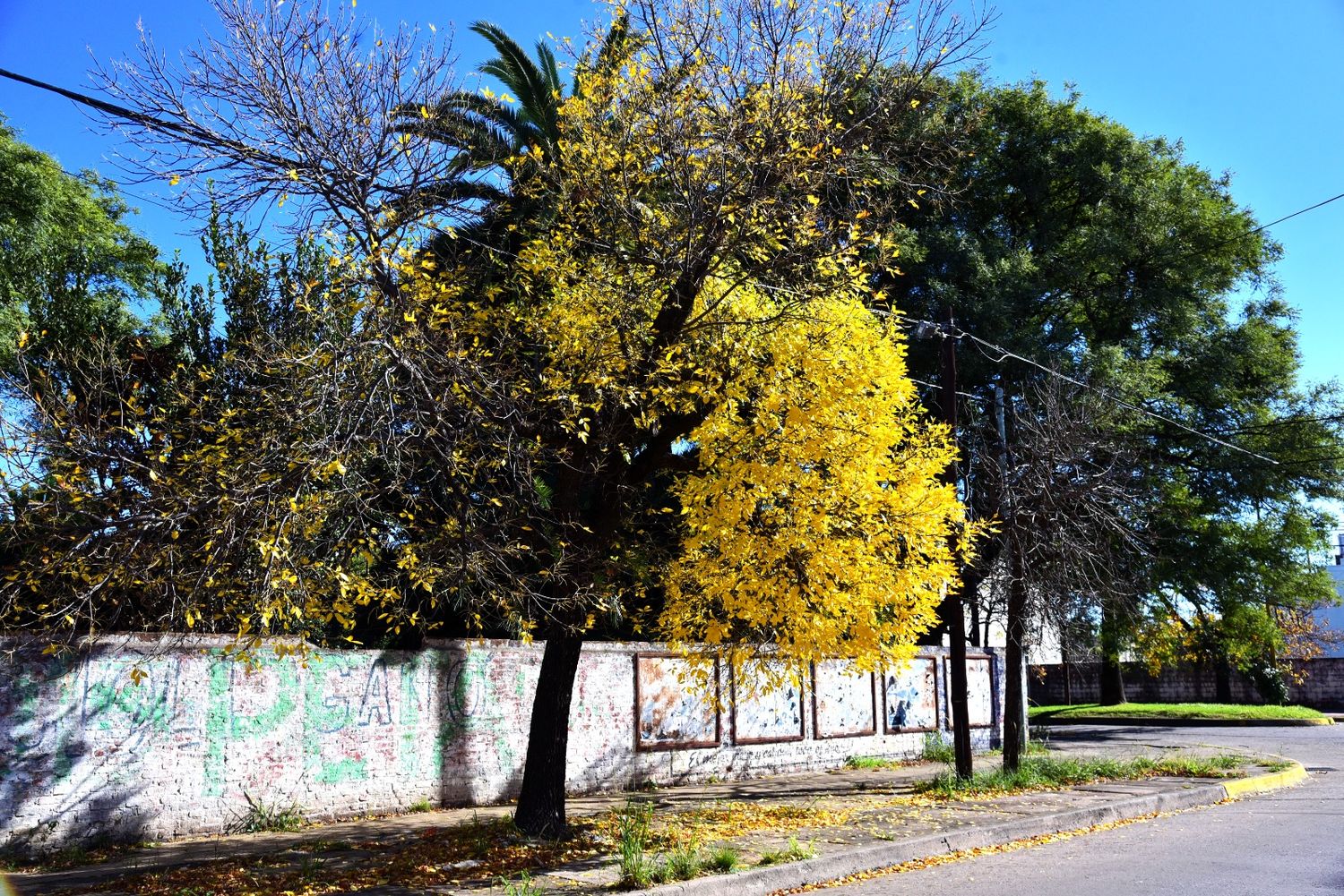 Arbolado: un patrimonio valioso