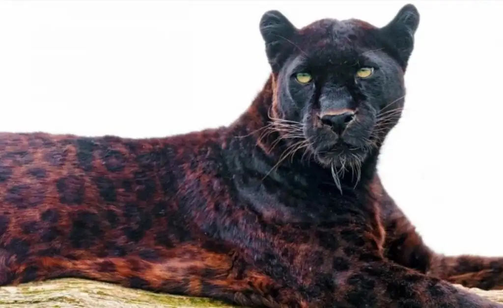 Filman a un jaguar negro en el Parque Nacional Iguazú