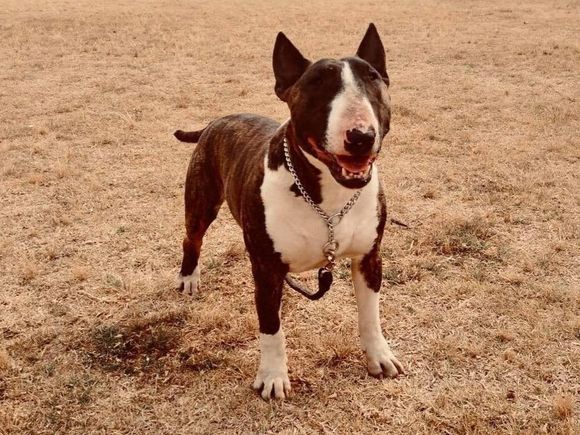Indignación: denunciaron a una mujer por asesinar a puñaladas al perro de su vecino en San Lorenzo