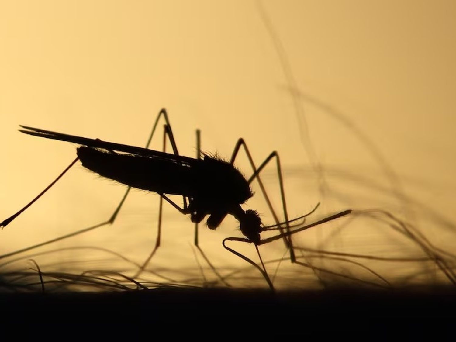 Mosquitos