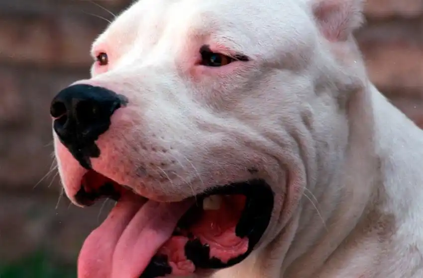 Una nena de seis años falleció luego de ser atacada por el perro de su familia