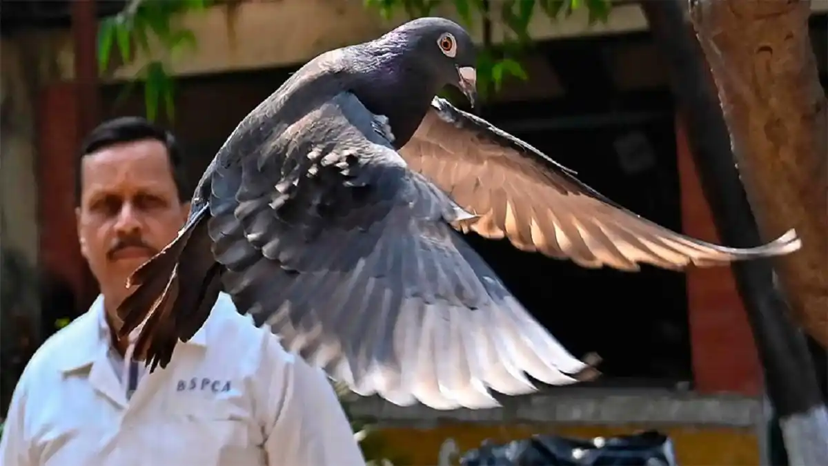 INDIA LIBERA A UNA PALOMA detenida bajo sospecha de espiar para China