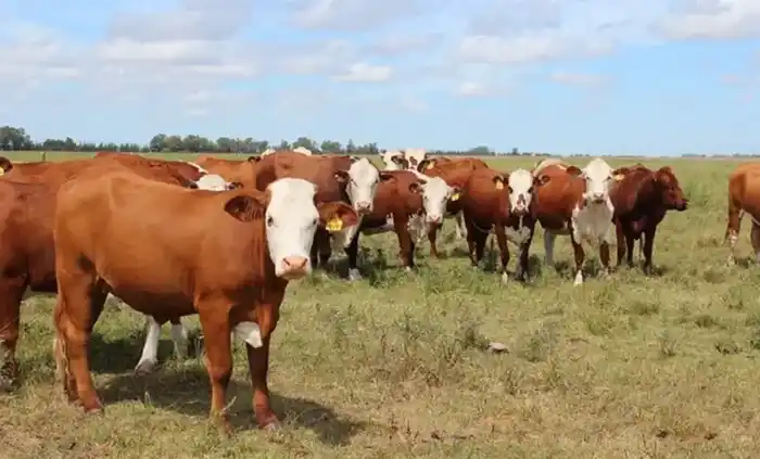 Imputaron a un reconocido deportista argentino por el robo de casi 100 vacas