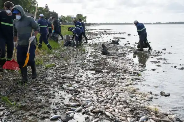 Realizan amplio operativo de limpieza en la costanera de la laguna de Chascomús