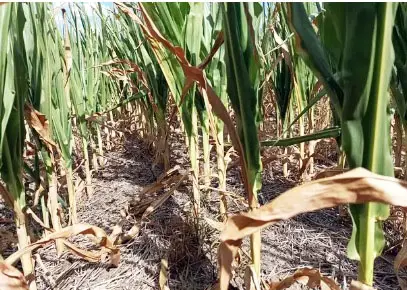 Pérdidas millonarias por la sequía