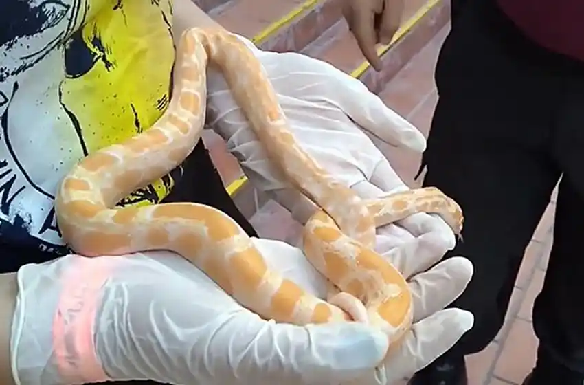 Una mujer encontró una pitón en la calle mientras paseaba a su perro