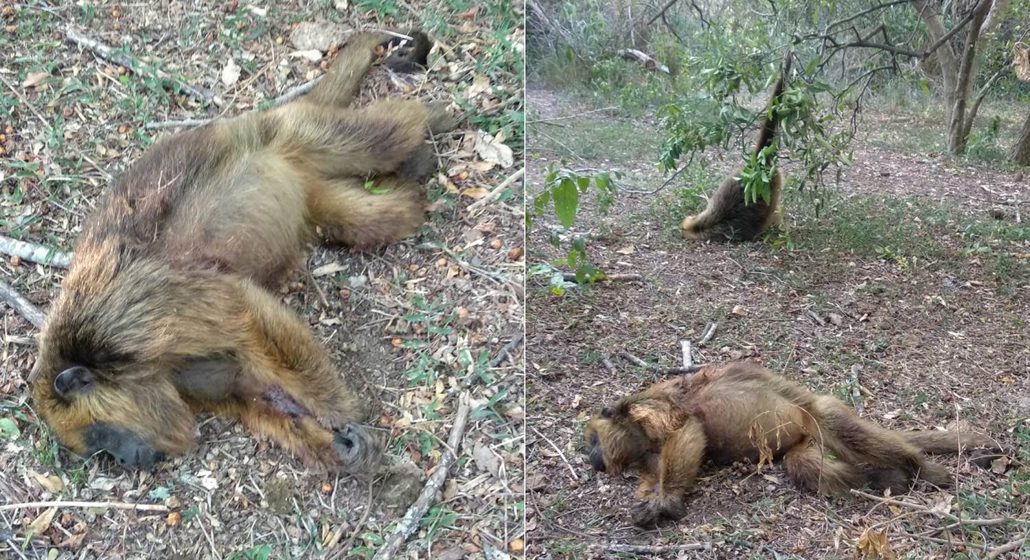 Repudio a la matanza de dos primates camino a Puerto Reconquista