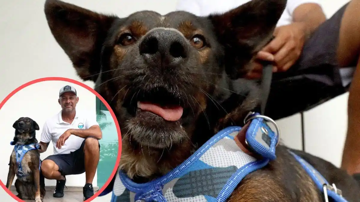 La perrita Bella sobrevivió a un naufragio y ya tiene un papá humano para vivir feliz