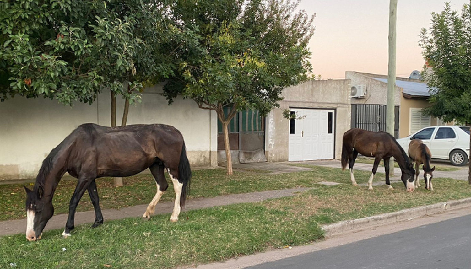 Caballos sueltos en la calle