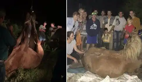 Rescatan a una yegua preñada, pero días después muere