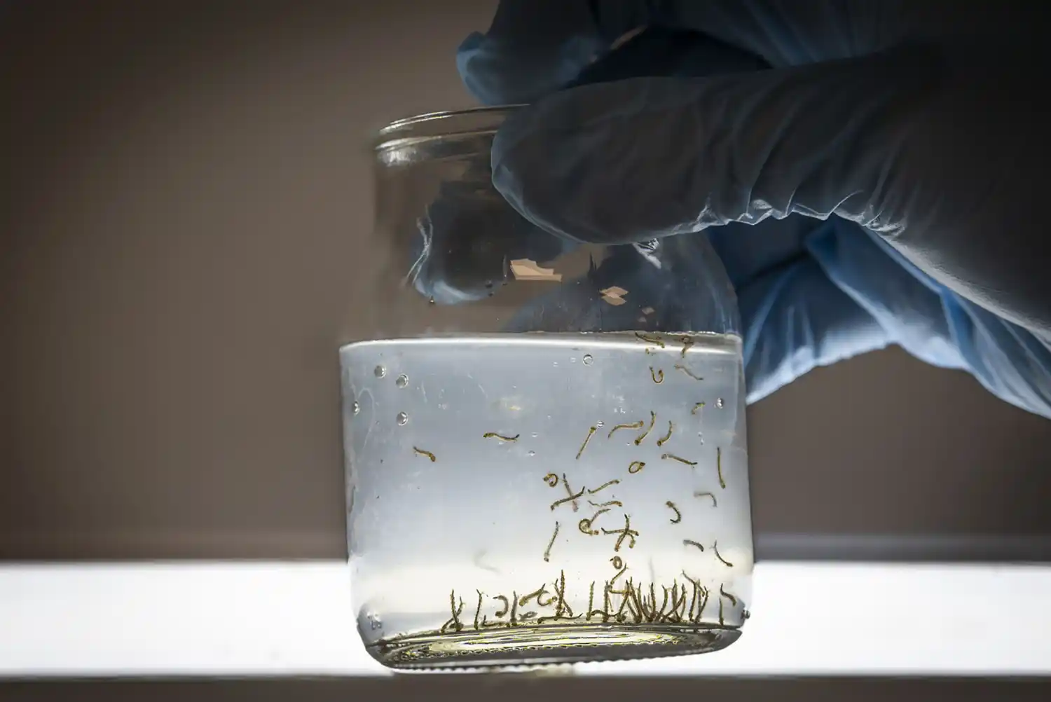 Ante la presencia de lluvias en la provincia, Salud recuerda las medidas de prevención del dengue