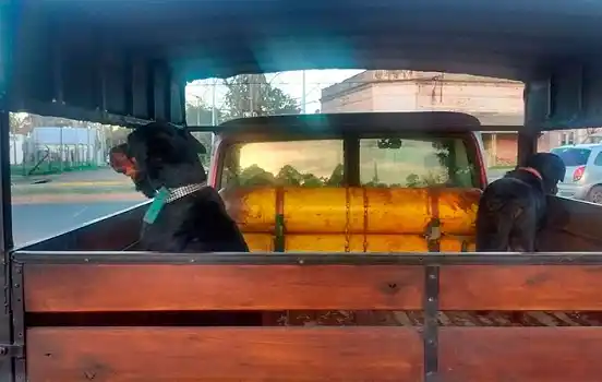 El adiestrador de los rottweiler pide que no sean sacrificados