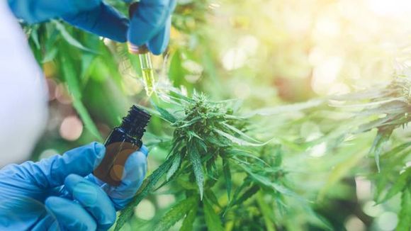 Cannabis Medicinal: presentan nuevo proyecto de ley con enfoque integral y productivo