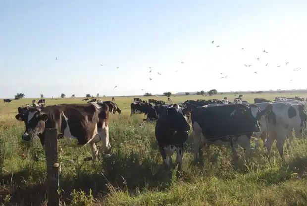 La crisis acecha a los tamberos y muchos piensan en vender y dedicarse a la soja 