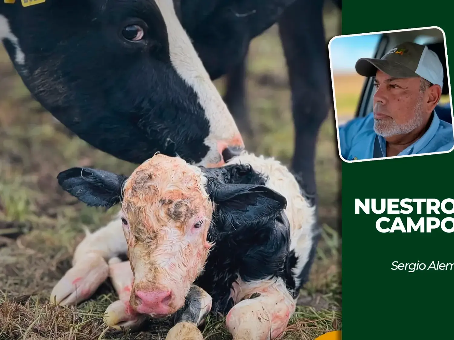 Cañuelas sumó 83 animales y la soja cotizó a 557.000 pesos por tonelada