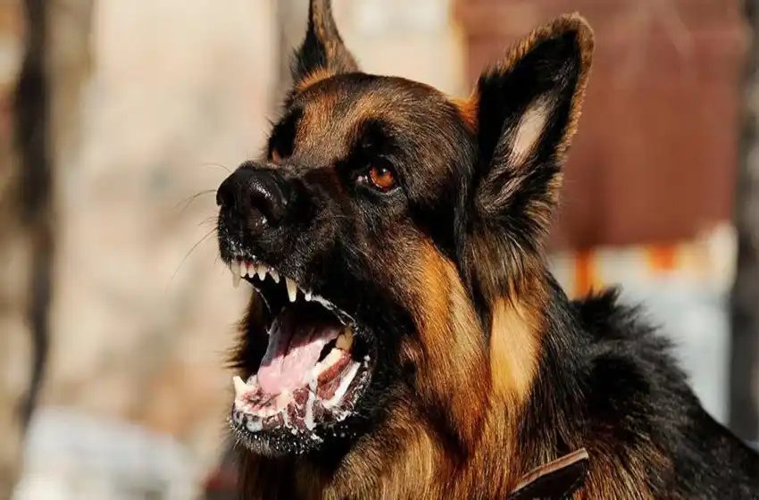 La rabia, una enfermedad viral de la que debemos cuidarnos