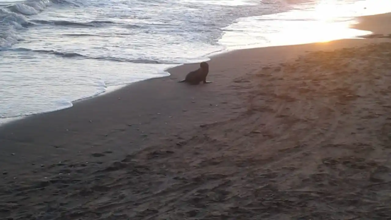 Monte Hermoso: Lobo marino “estresado” mordió a un turista