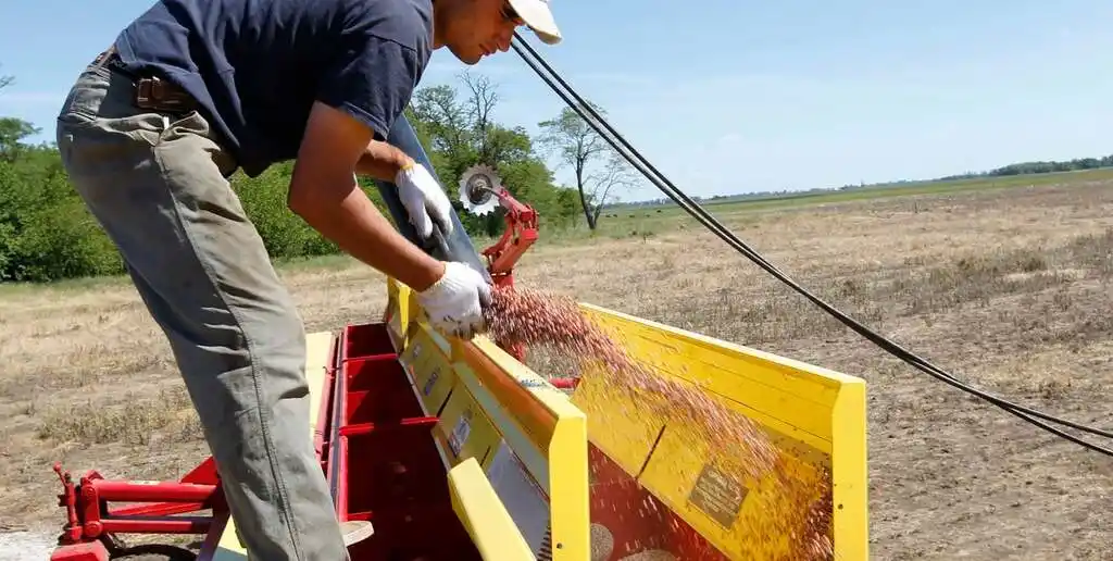 El entusiasmo que despierta el maíz en la próxima siembra es muy alto: se está fertilizando, apuntando a superar rindes promedios de 100, y hasta de 120 qq/ha.