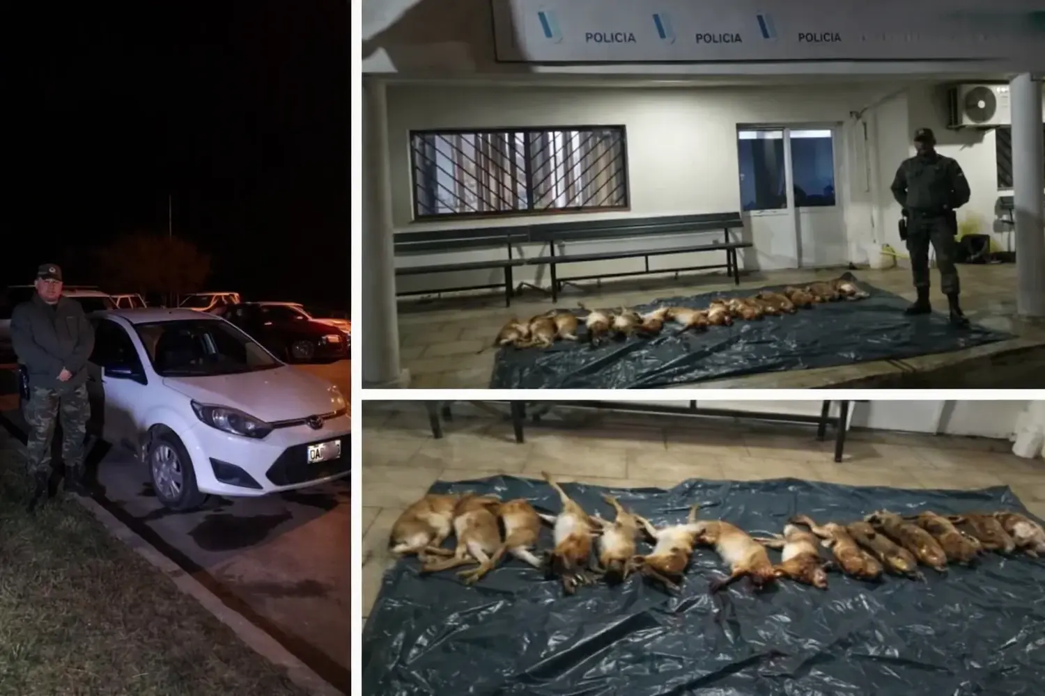 Operativo contra la caza furtiva en Chascomús: un detenido y 14 liebres incautadas