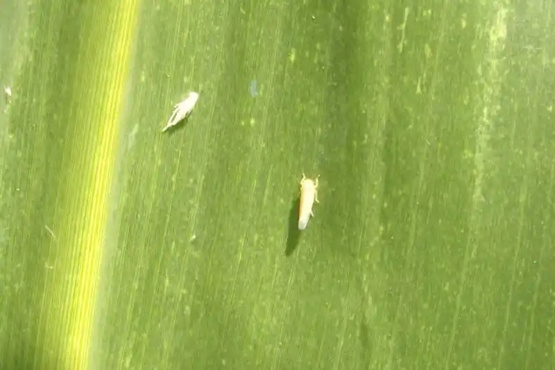 Encaran el combate del achaparramiento del maíz desde una perspectiva pública y privada