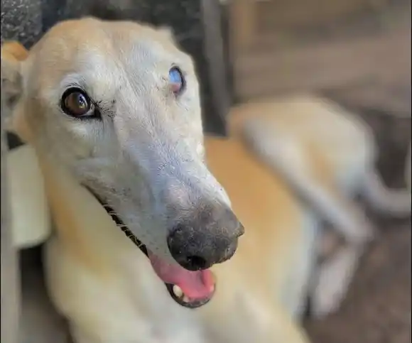 La historia de "París", la perra de Villegas que ingresó a la casa de Gran Hermano