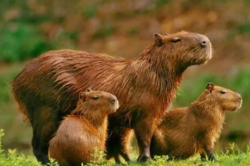 Construir sobre humedales y protestar por “los bichos”